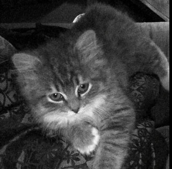 Photo of TEMPTATIONS™ MixUps Treats For Cats Farmer's Feast Cat Treats uploaded by Danielle00 M.