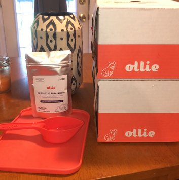 Photo of Ollie uploaded by Chessney R.