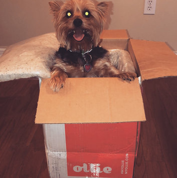 Photo of Ollie uploaded by Chessney R.