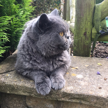Photo of Whiskas Choice Cuts Poultry Selections Cat & Kitten Food - 12 CT uploaded by Rachael J.