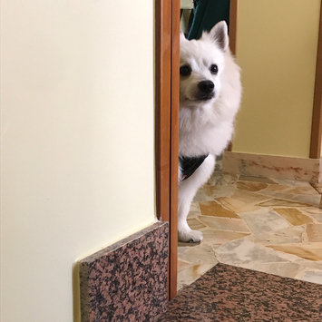 Photo of PupJoy uploaded by Lory L.