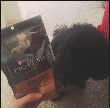 Photo of PRO PLAN® SAVOR® GRAIN FREE ADULT Shredded Turkey & Chicken Formula uploaded by Katherine V.