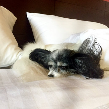 Photo of Holiday Inn Hotels and Resorts uploaded by Amber S.