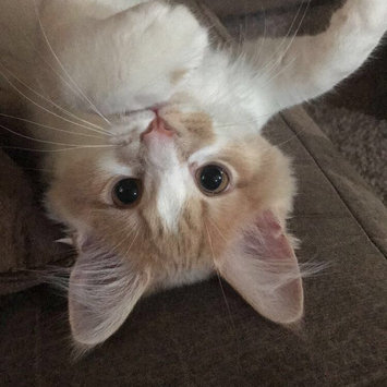 Photo of Iams™ Proactive Health™ Healthy Kitten Cat Food uploaded by Ayasha K.