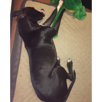 Photo of Top Paw Double Orthopedic Pet Bed uploaded by Katelyn C.