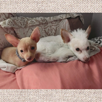 Photo of Iams™ Proactive Health™ Adult Small & Toy Breed Dog Food uploaded by Geraldine G.