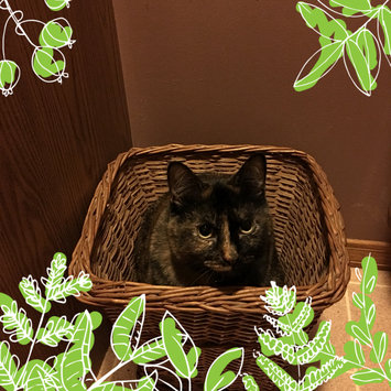 Photo of PURINA ONE® Indoor Advantage Hairball & Healthy Weight Cat Food uploaded by Hannah S.