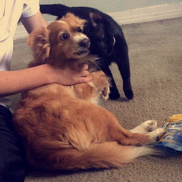 Photo uploaded to ASPCA by Ashley E.