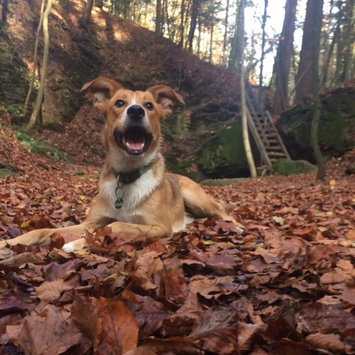 Photo of Pedigree® MarroBone® Real Beef Flavor Dog Treats uploaded by Nina Carina S.