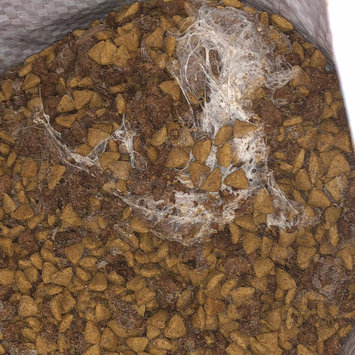 Photo of PURINA ONE® SmartBlend Adult Dog Food Small Bites Beef & Rice Formula uploaded by Brunna G.