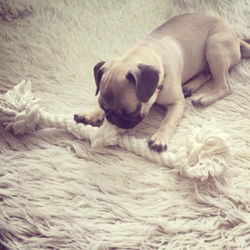 Photo of Mammoth Flossy Chews 100-Percent Cotton White 3-Knot Rope Tug uploaded by Ann K.