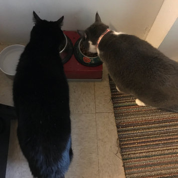 Photo of Taste of the Wild PREY Turkey Formula for Cats uploaded by Anna H.