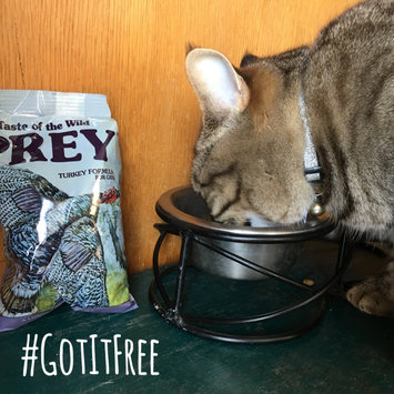 Photo of Taste of the Wild PREY Turkey Formula for Cats uploaded by Amanda S.