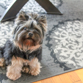 Photo of Royal Canin® Yorkshire Terrier 28™ Adult Dog Food 10 lb. Bag uploaded by Praveeni P.