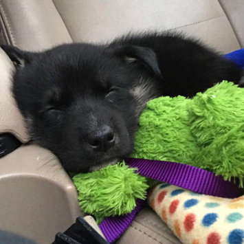 Photo of Kong Company - Cozie Ali-gator- Assorted Medium - ZY2 uploaded by Molly V.