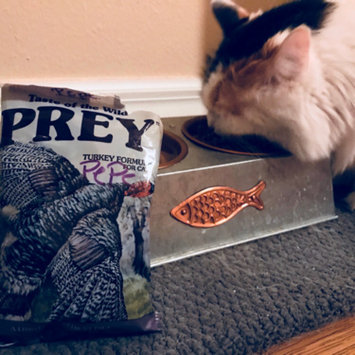 Photo of Taste of the Wild PREY Turkey Formula for Cats uploaded by Samantha C.