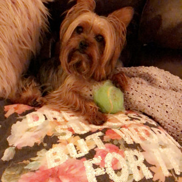 Photo of Ollie uploaded by Landon B.