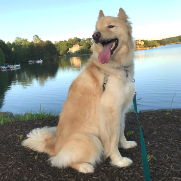 Photo of Kirkland Signature Super Premium Adult Dog Food, Chicken, Rice & Vegetable Formula, 40 lb uploaded by Ashley J.