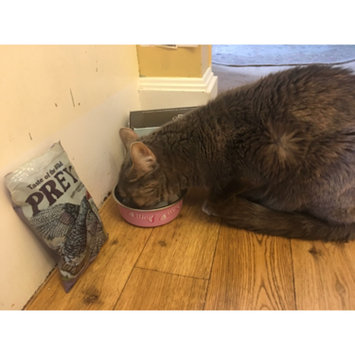 Photo of Taste of the Wild PREY Turkey Formula for Cats uploaded by Lauren T.
