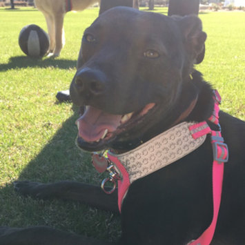 Photo of THE BLUE BUFFALO CO. BLUE™ Life Protection Formula® Chicken and Brown Rice Recipe For Adult Dogs uploaded by Kelsey C.