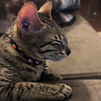 Photo of Good2Go Pink Rose Print Cat Collar in Black, One Size Fits All uploaded by Charlie A.