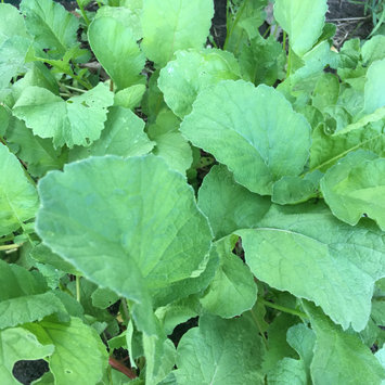 Photo of Mountain Valley Seeds Company Little Gem Romaine Lettuce Garden Seeds - 1 Lb - Non-GMO Vegetable Gardening & Micro Greens Seed uploaded by Kerri D.