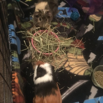 Photo of PetSmart uploaded by Karlee C.