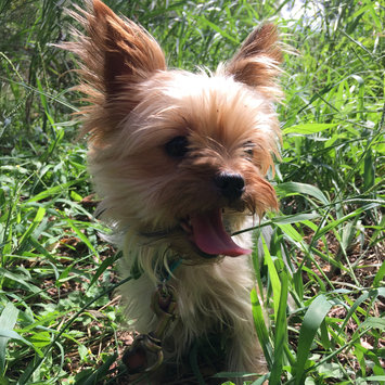 Photo of Royal Canin® Yorkshire Terrier 28™ Adult Dog Food 10 lb. Bag uploaded by Justin J.