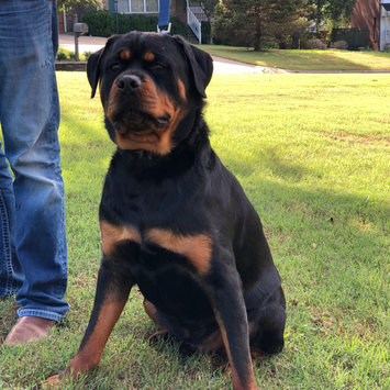 Photo uploaded to THE BLUE BUFFALO CO. BLUE™ Wilderness® Chicken For Large Breed Puppies by Ashley M.