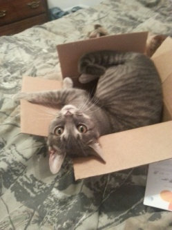 Photo of Pounce Cat Treats uploaded by Ashlyn W.