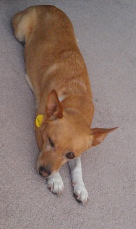Photo of Nature's Miracle® Original Stain and Odor Remover uploaded by Angela C.
