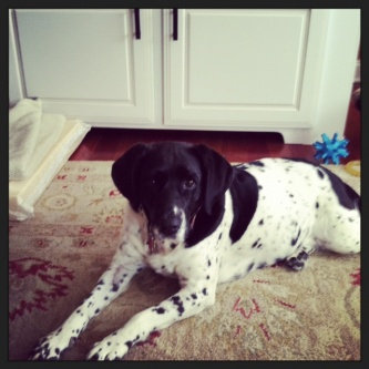Photo of ASPCA uploaded by Allison M.