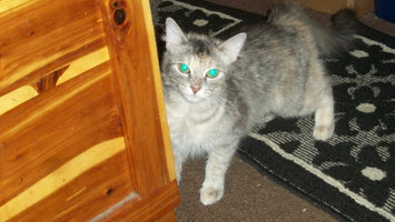 Photo of Pounce Cat Treats uploaded by Jenica G.