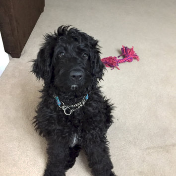 Photo of THE BLUE BUFFALO CO. BLUE™ Wilderness® Chicken For Large Breed Puppies uploaded by Laurie M.