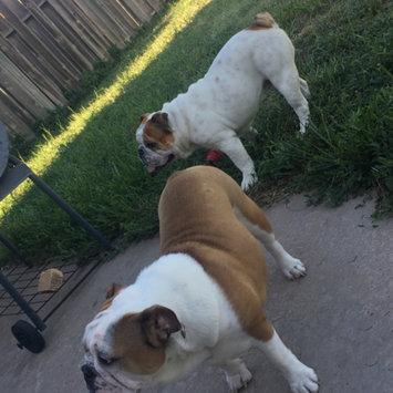 Photo of THE BLUE BUFFALO CO. BLUE™ Life Protection Formula® Chicken and Brown Rice Recipe For Adult Dogs uploaded by Erika A.