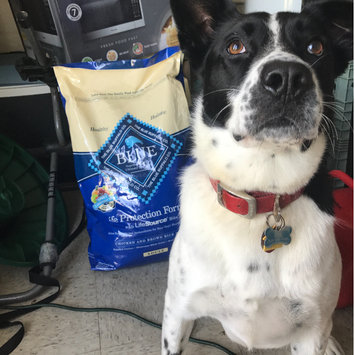 Photo of THE BLUE BUFFALO CO. BLUE™ Life Protection Formula® Chicken and Brown Rice Recipe For Adult Dogs uploaded by Jaime W.