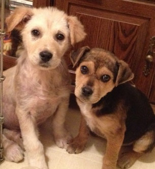 Photo of ASPCA uploaded by Juliet T.