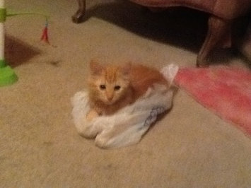 Photo of Pounce Cat Treats uploaded by Amanda W.