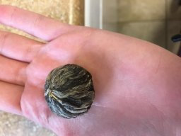 Photo of Tea Beyond Juliet Blooming Tea Set uploaded by Breezy P.