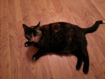 Photo of Pounce Cat Treats uploaded by Dawn U.