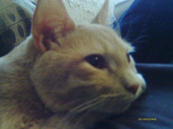 Photo of Pounce Cat Treats uploaded by Amy P.