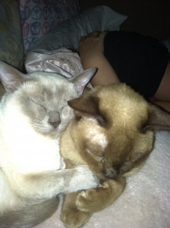Photo of ASPCA uploaded by Jen D.
