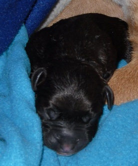 Photo of Humane Society of the United States uploaded by Ericka G.