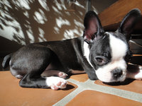 Earthborn Holistic Puppy Vantage uploaded by Liz H.