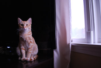 Photo of Pounce Cat Treats uploaded by Samantha D.