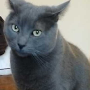 Photo of Tidy Cats Scoop 24/7 Performance Cat Litter uploaded by Jada E.