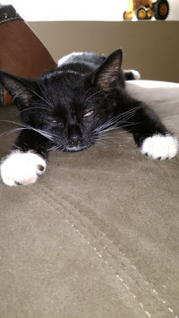 Photo of Fancy Feast Grilled Gourmet Cat Food uploaded by De'Andra L.