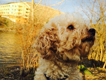 Photo of Burt's Bees Detangling Dog Spray uploaded by Stacia H.