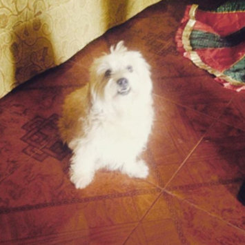 Photo of PURINA® DOG CHOW® Complete Adult With Real American-Raised Chicken uploaded by Rosy D.