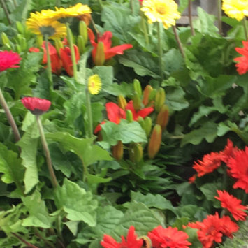 Photo of 1-800-Flowers uploaded by India W.